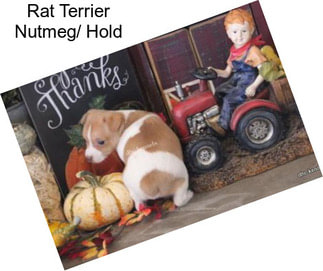 Rat Terrier Nutmeg/ Hold