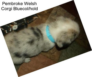 Pembroke Welsh Corgi Bluecol/hold