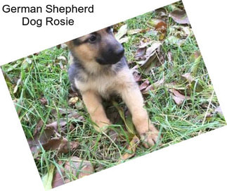 German Shepherd Dog Rosie