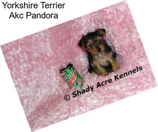 Yorkshire Terrier Akc Pandora