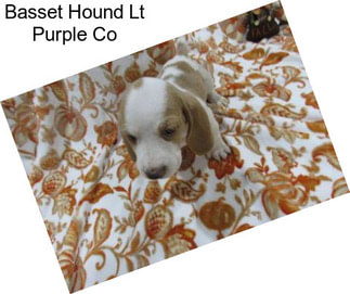 Basset Hound Lt Purple Co