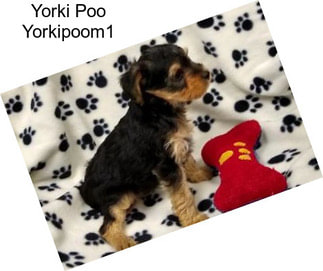 Yorki Poo Yorkipoom1