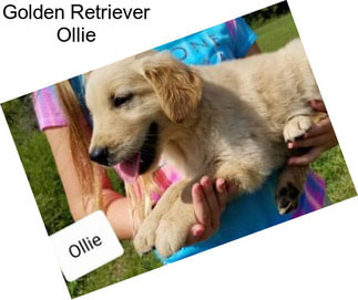 Golden Retriever Ollie