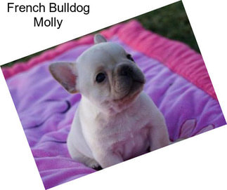 French Bulldog Molly