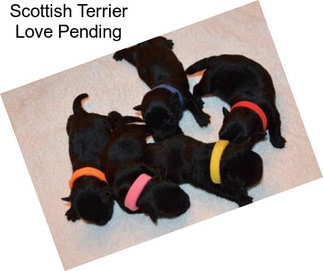 Scottish Terrier Love Pending