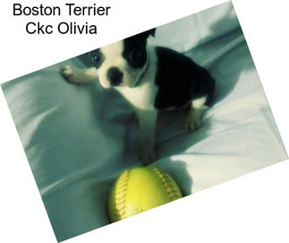 Boston Terrier Ckc Olivia