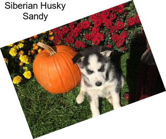 Siberian Husky Sandy