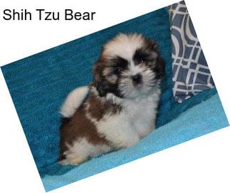 Shih Tzu Bear