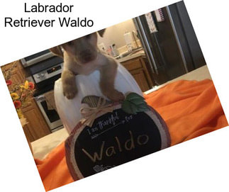 Labrador Retriever Waldo