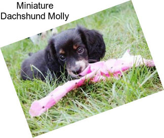 Miniature Dachshund Molly