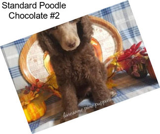 Standard Poodle Chocolate #2