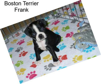 Boston Terrier Frank