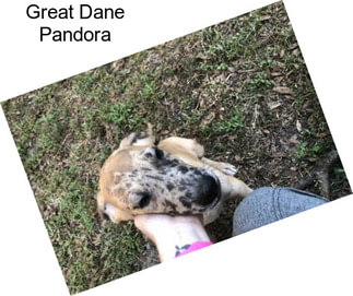 Great Dane Pandora