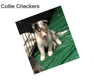 Collie Checkers