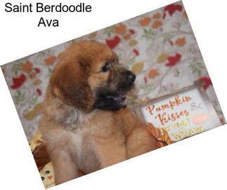 Saint Berdoodle Ava