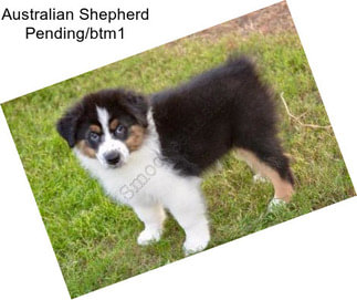 Australian Shepherd Pending/btm1