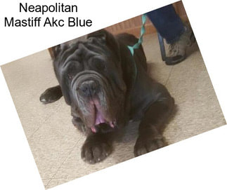Neapolitan Mastiff Akc Blue