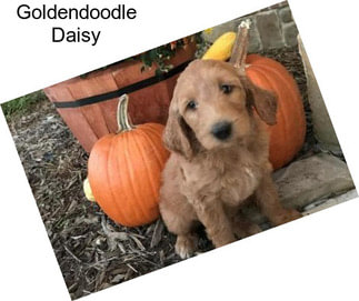 Goldendoodle Daisy