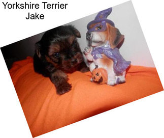 Yorkshire Terrier Jake