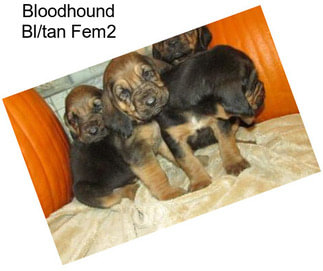 Bloodhound Bl/tan Fem2