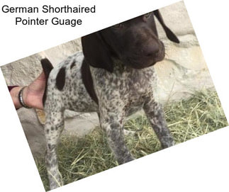 German Shorthaired Pointer Guage