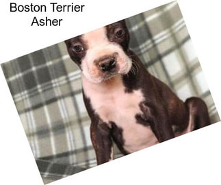 Boston Terrier Asher