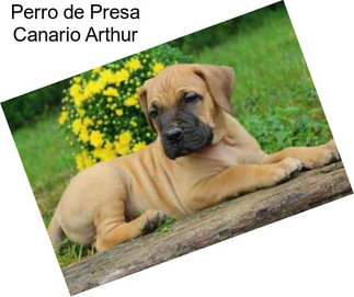 Perro de Presa Canario Arthur