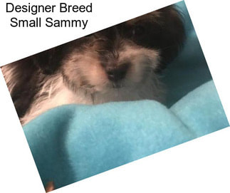 Designer Breed Small Sammy