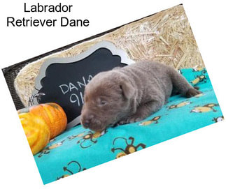 Labrador Retriever Dane