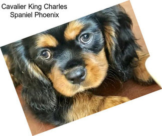 Cavalier King Charles Spaniel Phoenix