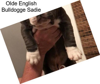 Olde English Bulldogge Sadie