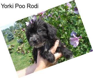 Yorki Poo Rodi