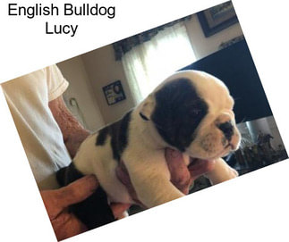 English Bulldog Lucy