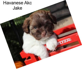 Havanese Akc Jake