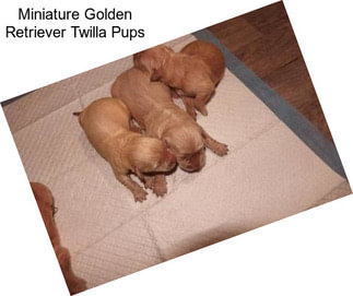 Miniature Golden Retriever Twilla Pups