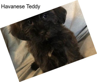 Havanese Teddy