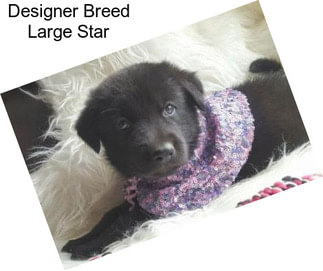 Designer Breed Large Star