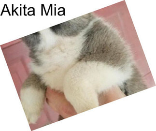 Akita Mia