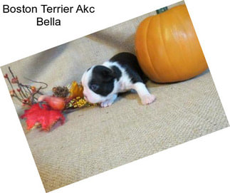 Boston Terrier Akc Bella