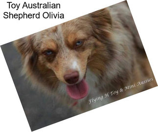 Toy Australian Shepherd Olivia