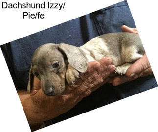 Dachshund Izzy/ Pie/fe