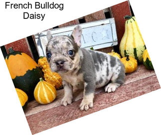 French Bulldog Daisy