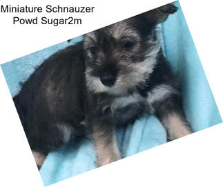 Miniature Schnauzer Powd Sugar2m