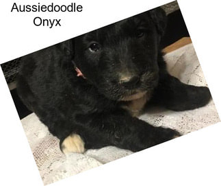 Aussiedoodle Onyx