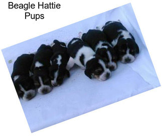 Beagle Hattie Pups