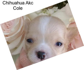 Chihuahua Akc Cole