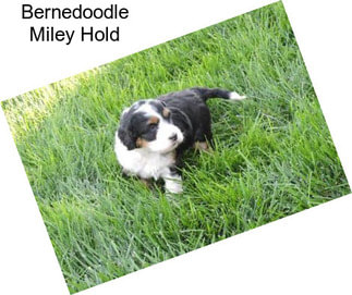 Bernedoodle Miley Hold