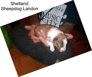 Shetland Sheepdog Landon