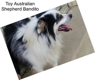 Toy Australian Shepherd Bandito