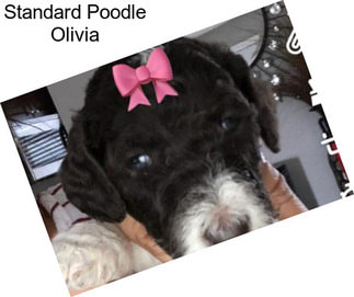 Standard Poodle Olivia